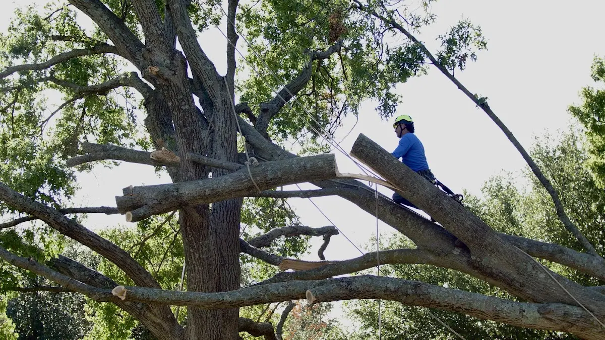 Professional Hazardous Tree Removal performed by certified arborists in Oldfield